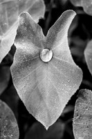 Dew Drops, Baton Rouge, LA, USA