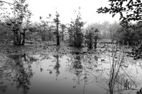 Egret Nesting Ground, Brundidge, AL, USA