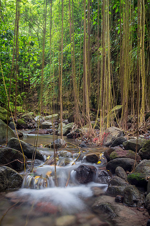 Wingfield River, St. Kitts, West Indies