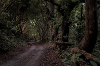 Monkey Hill, St. Kitts, West Indies