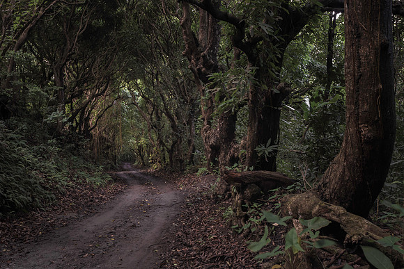 Monkey Hill, St. Kitts, West Indies